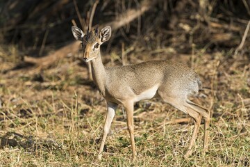 Dik-dik (Madoqua sp.), Samburu National Reserve, Kenya, East Africa, Africa