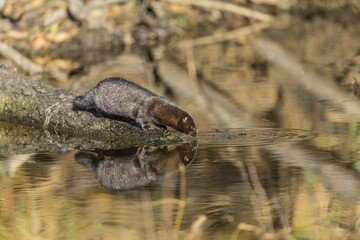 American mink (Neovison vison), Masuria, Poland, Europe