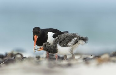 Oystercatcher (Haematopus ostralegus) with young bird, Heligoland, Schleswig-Holstein, Germany, Europe