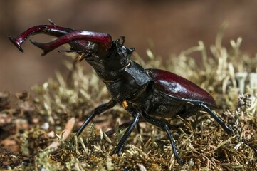 Stag beetles (Lucanus cervus), males fighting, Tauersche Eichen Nature Reserve, Brandenburg, Germany, Europe