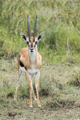 Thomson's gazelle (Eudorcas thomsonii), Lake Nakuru National Park, Kenya, Africa
