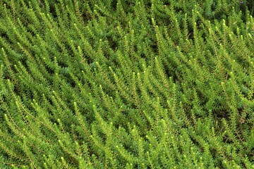 Crowberry or black crowberry (Empetrum nigrum), Region of Southern Denmark, Denmark, Europe