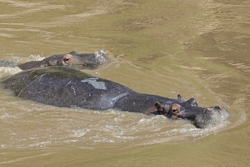 Hippos (Hippopotamus amphibius) in the Mara River, Masai Mara, Kenya, Africa