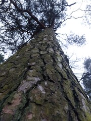 close-up of a pine tree trunk pattern