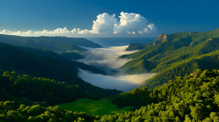 Fototapeta premium Green maritime pine forest, misty and layered, viewed from a distance with a top-down