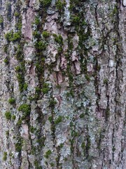 Fototapeta premium trees and mossy tree trunks in the park