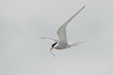 Arctic tern (Sterna paradisaea) flying with fish prey in its beak, Schleswig-Holstein, Germany, Europe