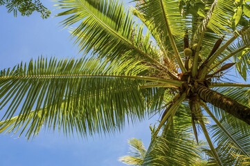 Coconut Palm (Cocos nucifera), Sulawesi, Indonesia, Asia