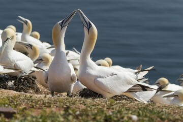 Northern Gannets (Sula bassana), Heligoland, Schleswig-Holstein, Germany, Europe