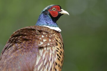 Common Pheasant (Phasianus colchicus), Texel, The Netherlands, Europe