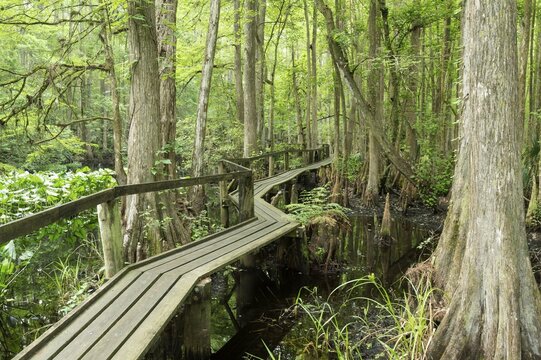 Footpath, footbridge in a mangrove forest, Highland Hammock State Park, Florida, USA, North America