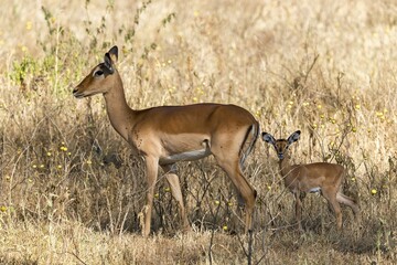 Impalas (Aepyceros melampus), cow and calf, Lake Nakuru National Park, Kenya, Africa