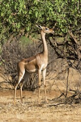 Waller's gazelle, also gerenuk or giraffe-necked antelope (Litocranius walleri), Samburu National Reserve, Kenya, Africa