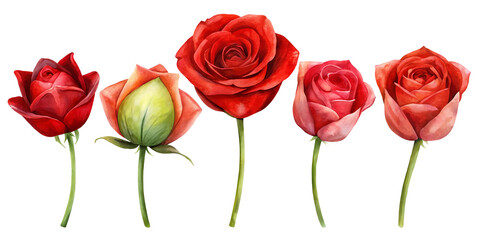 Fototapeta premium illustration of a row of red rose flowers on transparent background or png