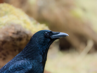 Rabenkrähe (Corvus corone)
