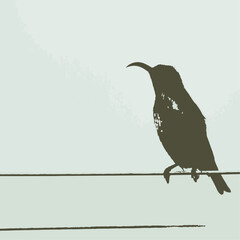 Fototapeta premium sunbird on a wire