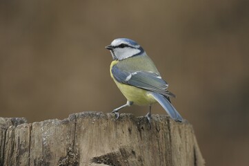 Blue Tit (Cyanistes caeruleus)