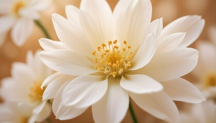 Fototapeta premium Pétalos de flores blancas suaves y delicados con un fondo cálido y brillante