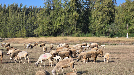 A flock of sheep grazing on dry grass in a sunny open field with dense pine trees and a statue in...