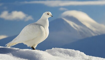 KI generated, A rock ptarmigan foraging in winter, white plumage, (Lagos muta), pheasants