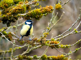 Kohlmeise (Parus major)