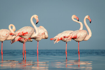 Wild african birds. Group birds of Greater  african flamingos  walking around the blue lagoon on a sunny day