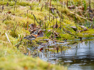 Bergfink (Fringilla montifringilla)