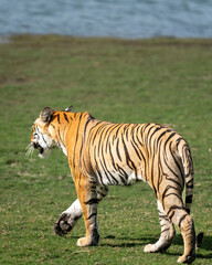wild female bengal tiger or panthera tigris approaching lake water walking on green carpet grass during territory marking in forest safari at ranthambore national park reserve rajasthan india