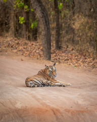 Fototapeta premium showstopper wild female tiger or tigress or panthera tigris sitting blocking road or forest track with full face eye contact in morning safari at bandhavgarh national park reserve madhya pradesh india