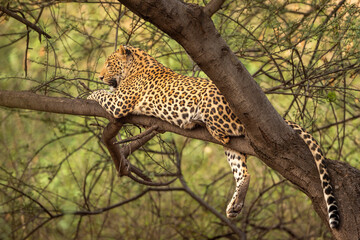 wild male leopard or panther or panthera pardus relaxing sitting on tree trunk branch in monsoon season safari and in natural scenic green background at jhalana forest reserve jaipur rajasthan india © Sourabh