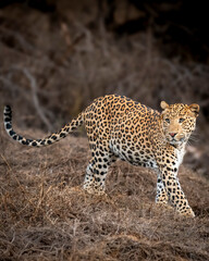 wild male leopard or panther or panthera pardus fine art tail up closeup or portrait side profile full length walking in dry summer season jhalana leopard reserve forest jaipur rajasthan india asia © Sourabh