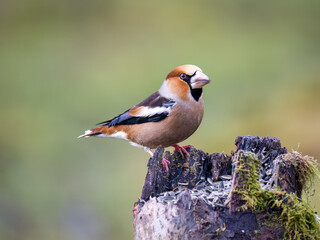 Kernbeißer (Coccothraustes coccothraustes)