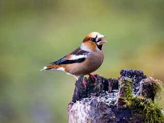 Kernbeißer (Coccothraustes coccothraustes)
