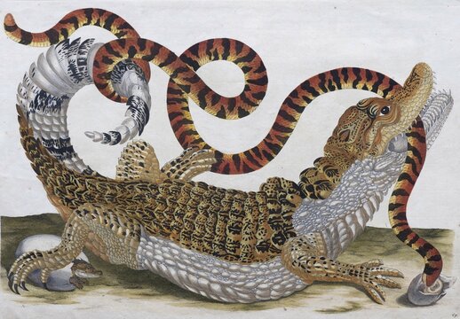 Crocodile caiman fighting with a coral snake, hand-coloured copperplate engraving by Maria Sibylla Merian, Surinam Book, 1705, Amsterdam, Netherlands