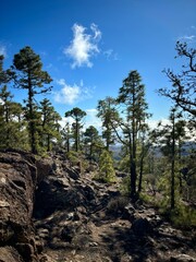 Canary pine trees up in the mountains of Teide National Park on a sunny day in Tenerife, Canary Islands, Spain 