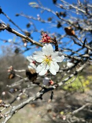 White and yellow almond flower and red color bud isolated close-up on almond tree branches and blue sky background in Santiago del Teide, Tenerife, Canary Islands, Spain, January 2025