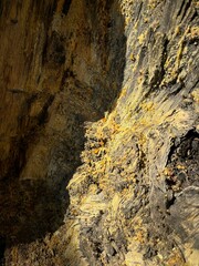 A cross-section of a Canary pine tree  trunk isolated close-up, yellow color wood with orange color resinous drops, Teide National Park, Tenerife, Canary Islands, Spain