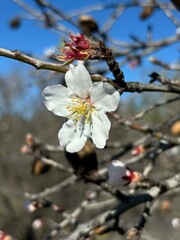 White and yellow almond flower and red bud isolated close-up on almond tree branches and blue sky background in Santiago del Teide, Tenerife, Canary Islands, Spain, January 2025