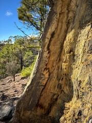 A cross-section of a Canary pine trunk struck by lightning, with yellow resinous wood against a backdrop of a blue forest and sky, Teide National Park, Tenerife, Canary Islands, Spain