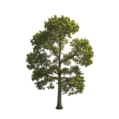 Fototapeta premium Green Tree Isolated: Perfect for Landscape Design and Architecture