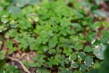 Close up of cute green heart shaped clover leaves growing