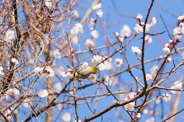 梅の花とメジロ