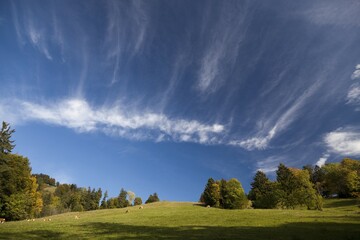 Fototapeta premium Cow pasture with trees in autumn, Isarwinkel, Gaissach, Upper Bavaria, Bavaria, Germany, Europe