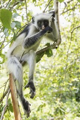 Zanzibar Red Colobus (Procolobus kirkii) sitting on a tree, endemic species, Jozani Chwaka Bay National Park, Unguja, Zanzibar Archipelago, Tanzania, Africa