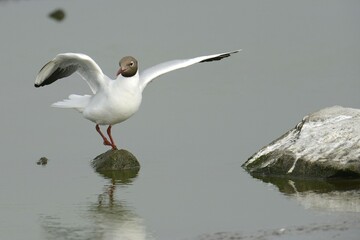 Black-headed gull (Larus ridibundus), Texel, The Netherlands, Europe