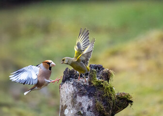 Kernbeißer (Coccothraustes coccothraustes)   Grünfink (Chloris chloris)