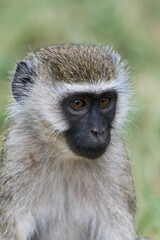Chlorocebus monkey (Chlorocebus sp.), portrait, Samburu National Reserve, Kenya, Africa