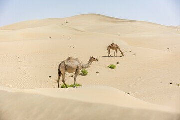 Dromedaries (Camelus dromedarius) in sand dunes, Rub' al Khali desert, United Arab Emirates, Asia