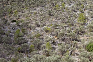 Olive grove in the Tramatura Mountains, Majorca, Spain, Europe