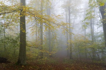 Obraz premium Autumn colours, trees in the fog, Harz National Park, Thale, Saxony-Anhalt, Germany, Europe